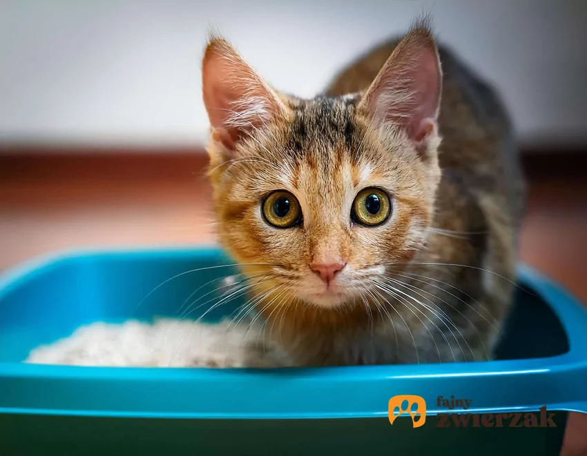Koty mogą przestać korzystać z kuwety z wielu powodów Mały kot siedzi w kuwecie