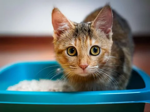 Dlaczego kot nagle przestaje korzystać z kuwety?