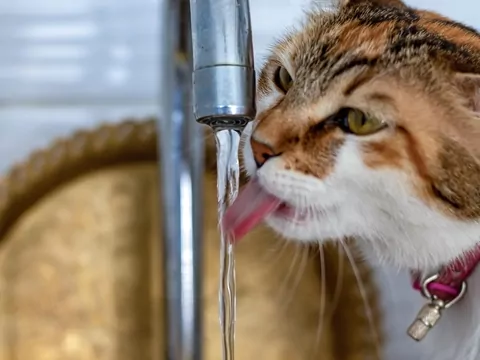 Jak zachęcić kota do picia wody?