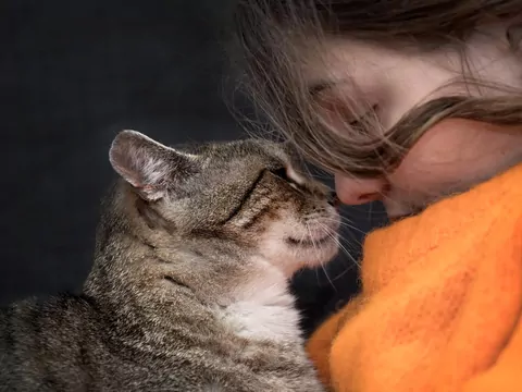 Czy koty wyczuwają depresję u opiekunów?