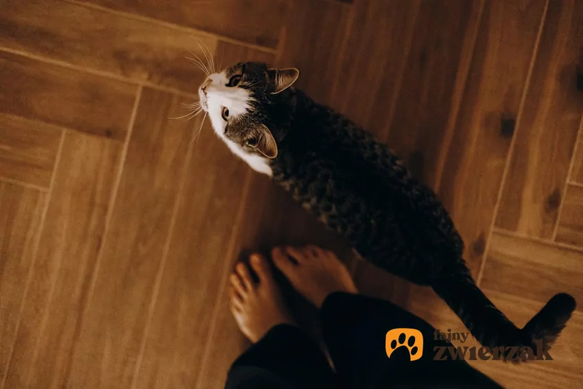 Kot stoi na podłodze i patrzy w obiektyw