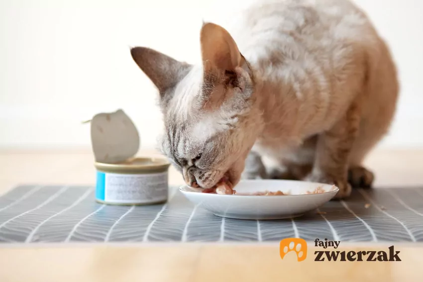 Kot je karmę z talerzyka