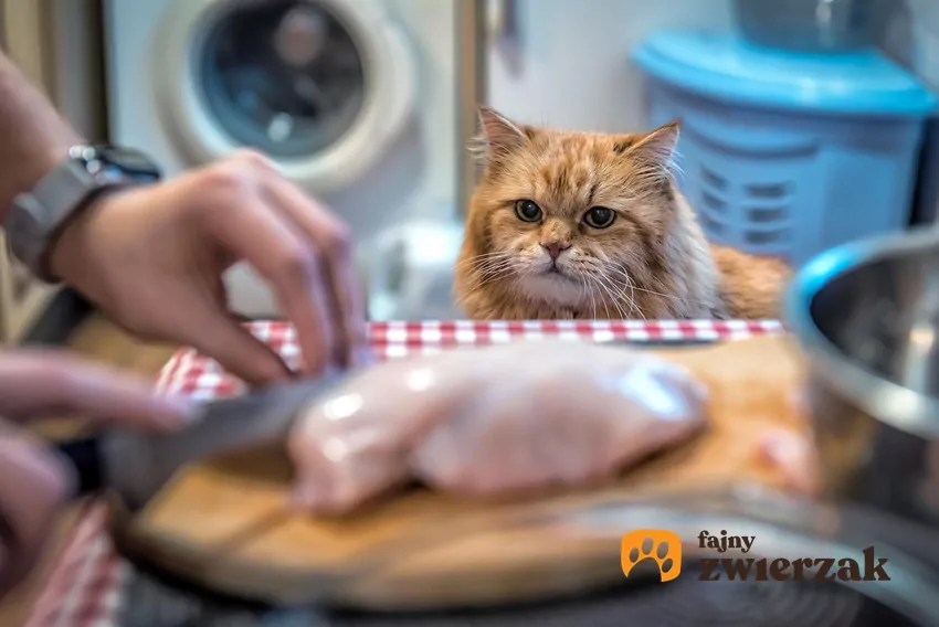 Kot patrzy, jak człowiek kroi kurczaka