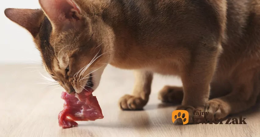 Kot je mięso