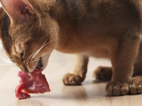 Jakie mięso powinien jeść kot?