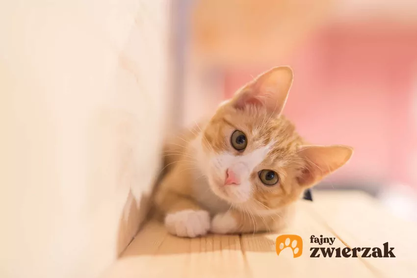 Umiejętne urządzenie mieszkania sprawia, że zarówno domownicy jak i koty czują się komfortowo Mały rudy kociak leży przy ścianie