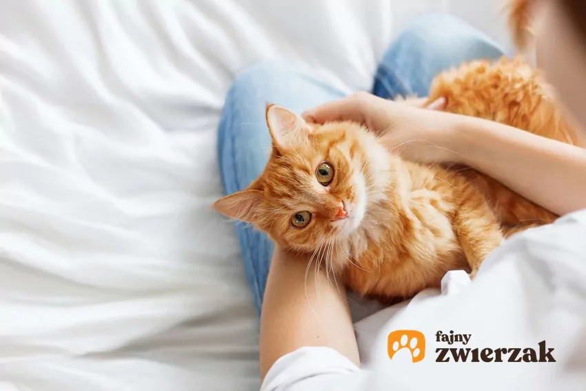 Nawet mała kawalerka może być idealną przestrzenią dla kota Rudy kot leży na kolanach mężczyzny