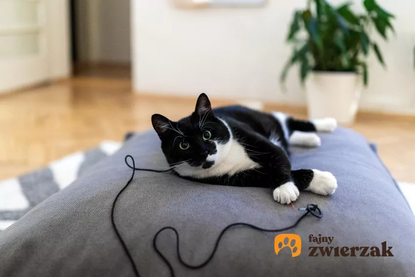 Kot leży obok sznurka