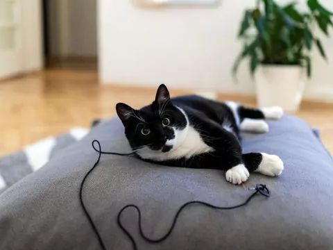 Dlaczego koty kochają polować na sznurki?