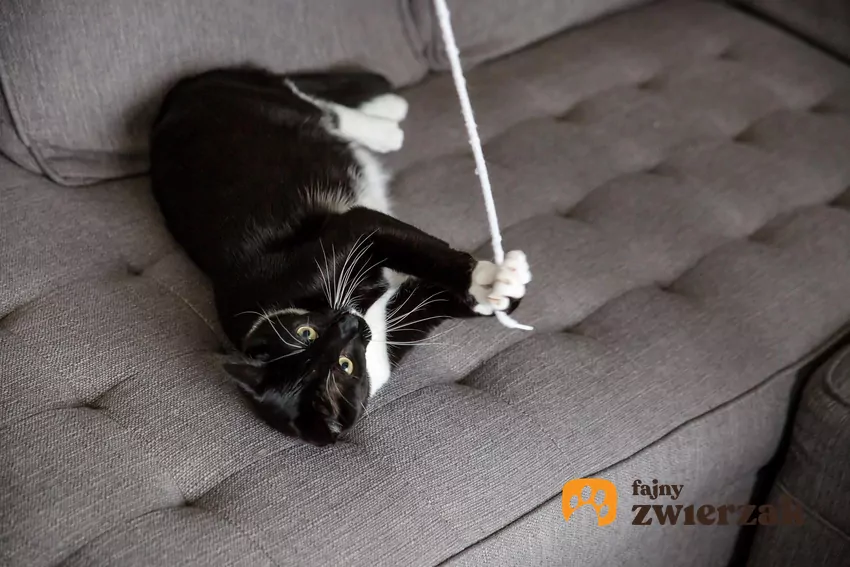 Kot bawi się sznurówką