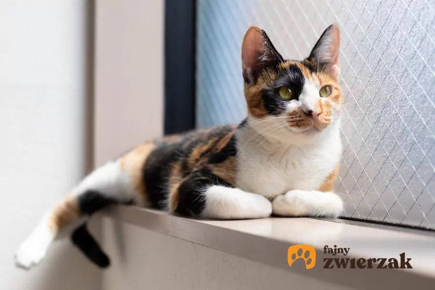 Trójkolorowa kotka przy oknie