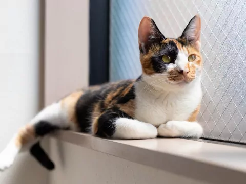 Ciekawostki o trójkolorowych kotach