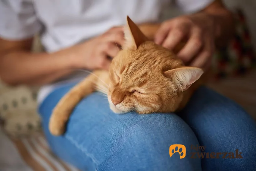 Kot leży na kolanach
