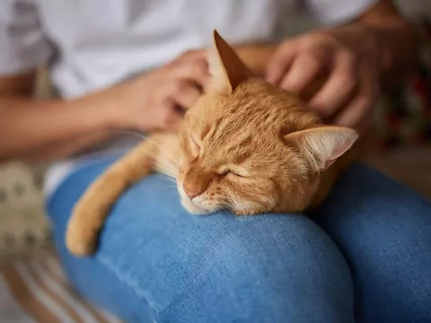 Dlaczego kot wchodzi na kolana?