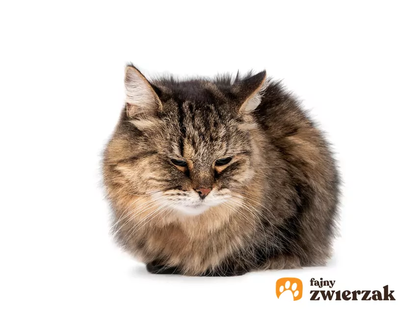 Starszy kot na białym tle