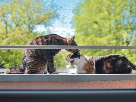 Czy kot potrzebuje towarzystwa drugiego kota?