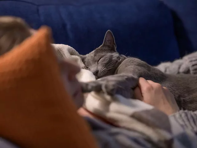 Czy koty rozpoznają opiekunów po zapachu?