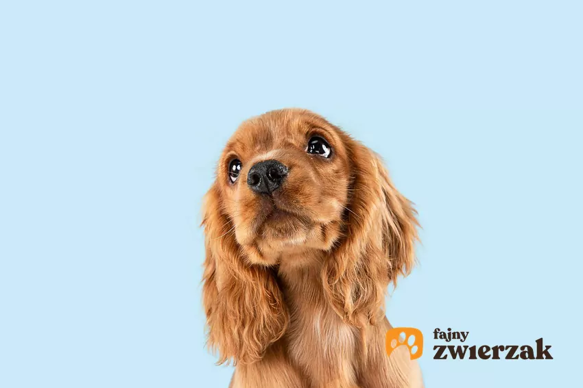 Psy okazują nudę na wiele sposobów Rudy spaniel patrzy w górę
