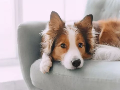 5 sygnałów świadczących o tym, że pies się nudzi