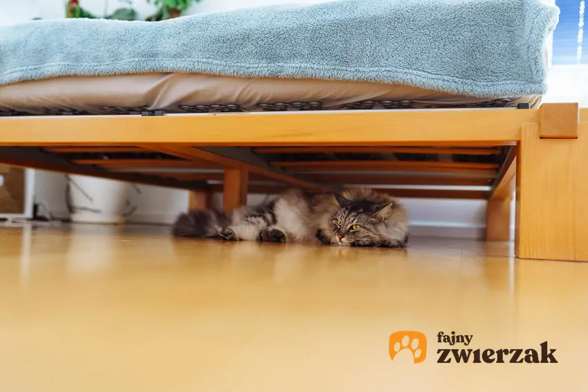 Kot pod łóżkiem