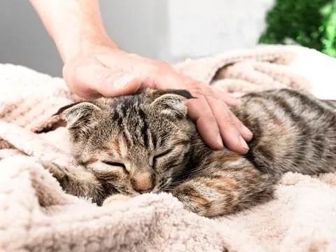 Dlaczego koty odchodzą, by umrzeć w samotności?