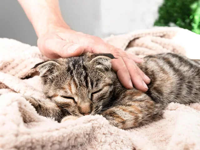 Dlaczego koty odchodzą, by umrzeć w samotności?