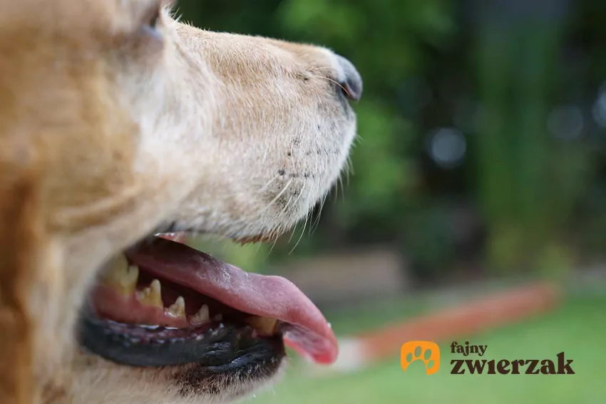 Pysk psa z widocznym językiem i zębami