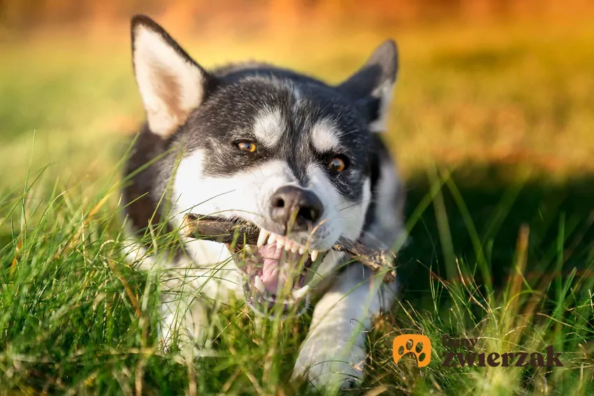 Siberian Husky gryzie patyk