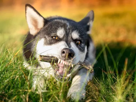 Objawy chorób zębów u psów