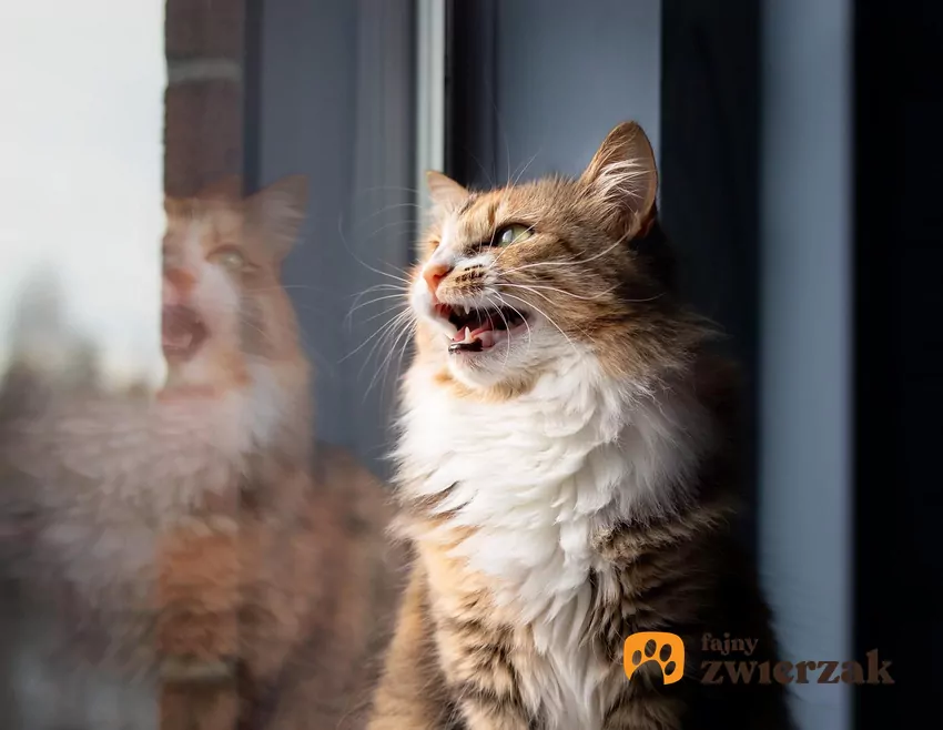 Kot z otwartym pyszczkiem siedzi przy oknie