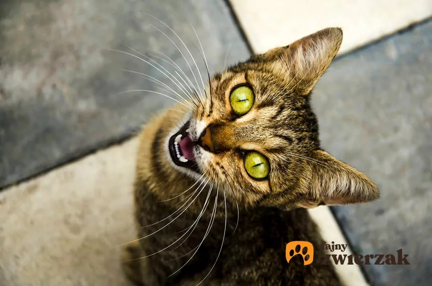 Kot z otwartym pyszczkiem patrzy do góry w obiektyw