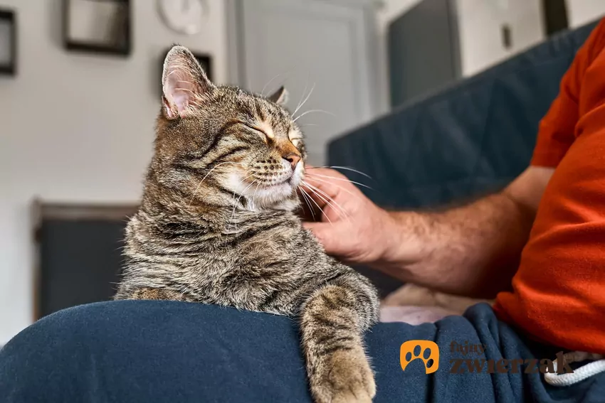 Kot leży na ludzkich kolanach