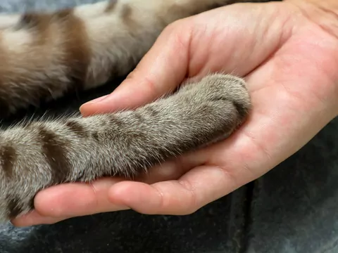 Dlaczego koty kładą na nas łapki?