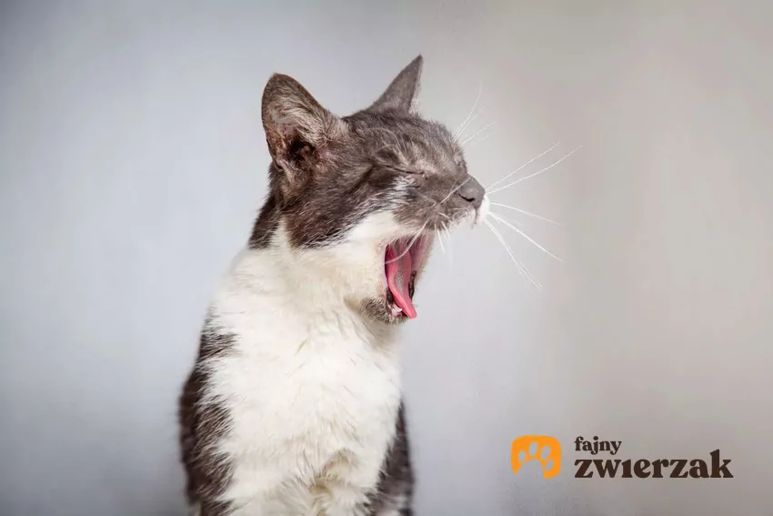 Kamień nazębny jest jedną z przyczyn utraty zębów przez koty Miauczący kot