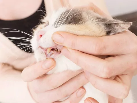 Objawy chorób zębów u kotów