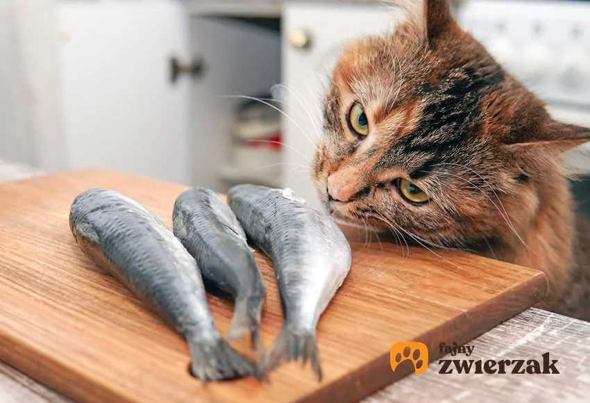 Jeśli chcesz urozmaicić jadłospis swojego kota, najlepiej postawić na chude ryby białe lub wybrane gatunki tłuste Kot wącha ryby na desce