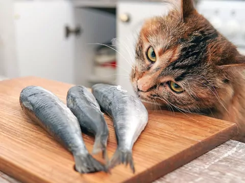 Jakie ryby może jeść kot?