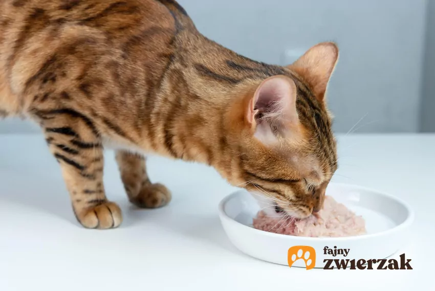 Jeśli Twój kot jest fanem rybnych smaków, warto wybierać gotowe, wysokiej jakości karmy mokre Kot je z miski