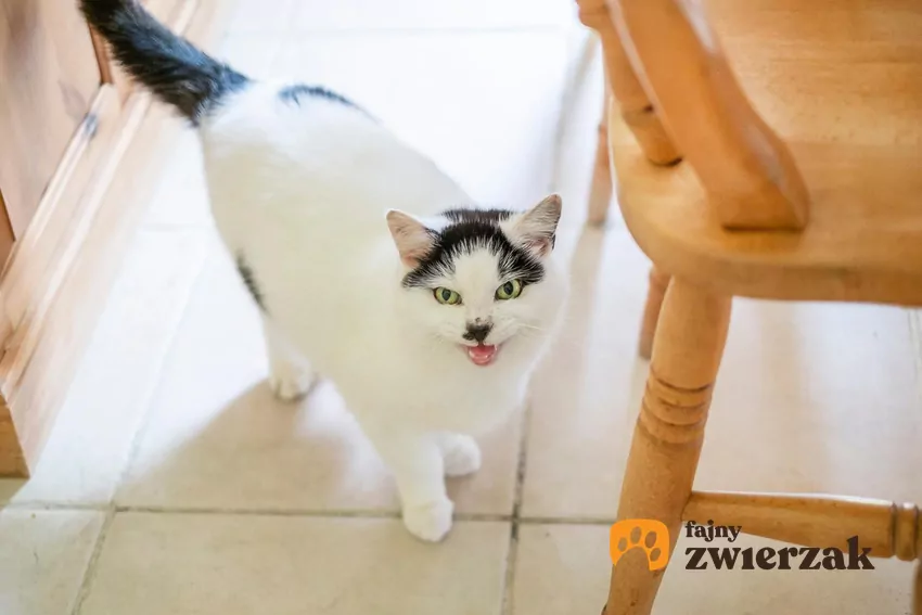 Kot stoi na podłodze i miauczy