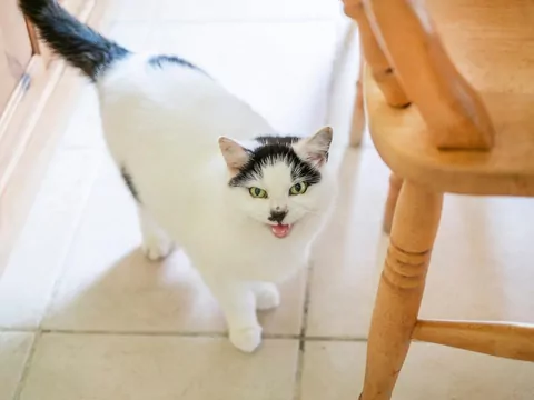 Najważniejsze słowa w kocim słowniku