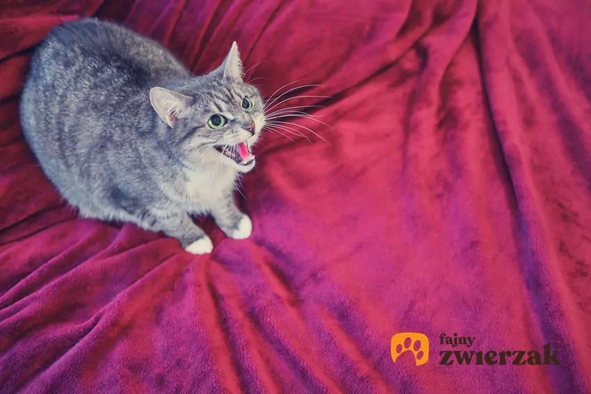 Kot leży na kapie i syczy