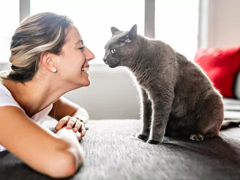 Czy koty wyczuwają raka?