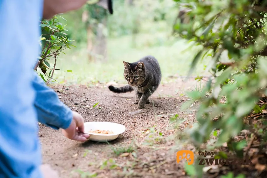 Opiekunowie powinni dbać o porządek w miejscach dokarmiania Człowiek podaje jedzenie dzikiemu kotu