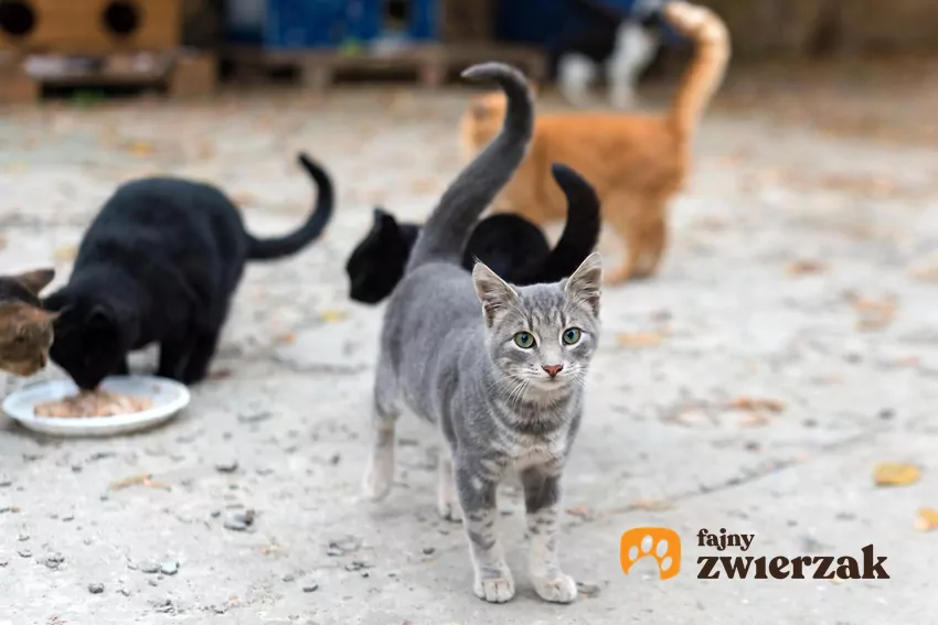 Koty wolno żyjące w świetle prawa