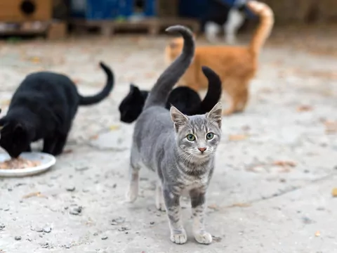 Koty wolno żyjące w świetle prawa