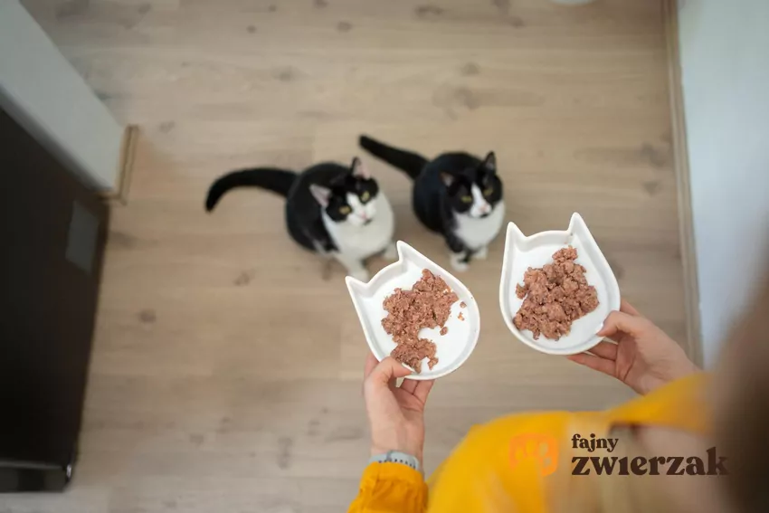 Człowiek trzyma dwie miski z jedzeniem dla kotów, niżej widać dwa koty
