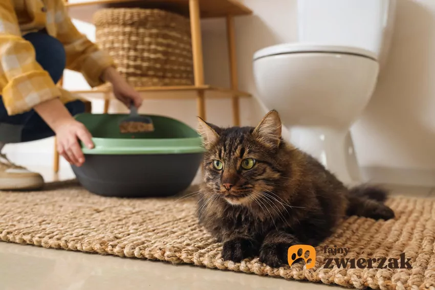 Kot leży w przy sedesie, w tle człowiek sprząta kuwetę