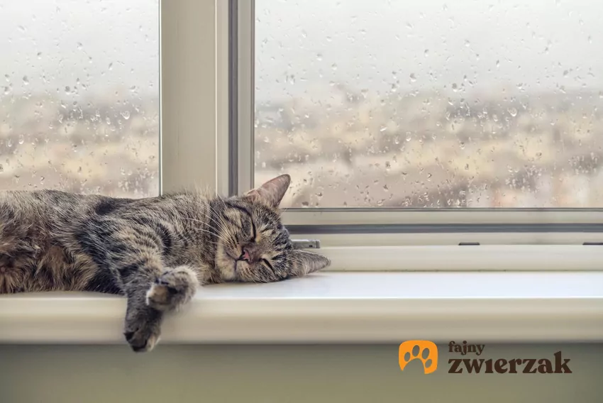 Kot leży na parapecie okna pokrytego kroplami wody