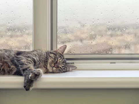 Wpływ pogody na sen kota