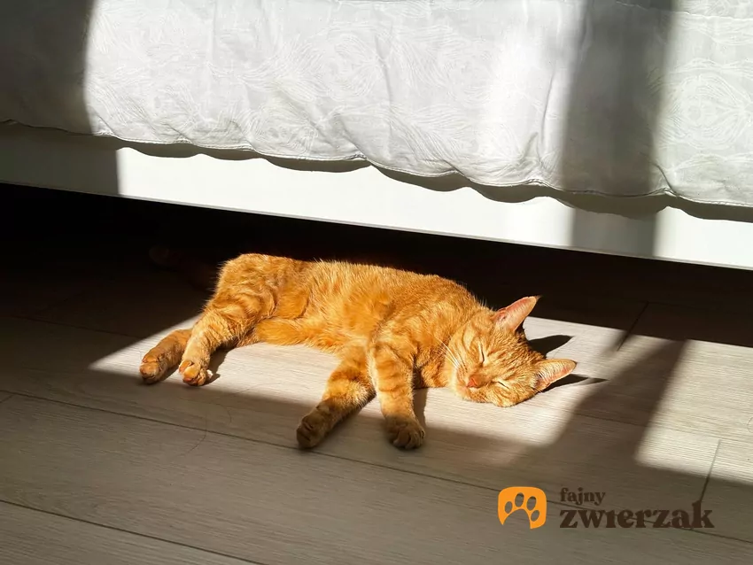 Kot leży w plamie słońca